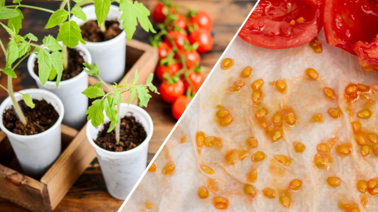 Deux façons de reproduire des tomates - ce dernier vous surprendra!