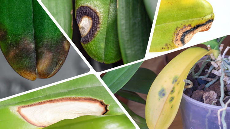 Domaine en danger? Vérifiez ce que signifient les taches sur les feuilles