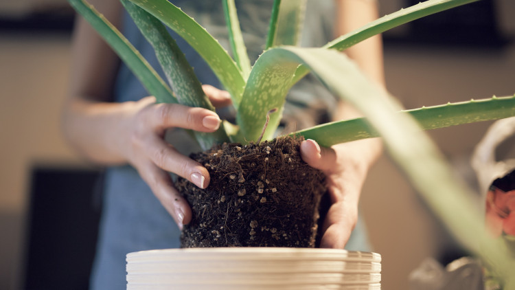 Envisagez-vous d'aliérer Aloe Vera? Cette seule erreur peut détruire votre plante