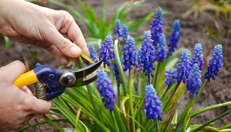 Êtes-vous sûr de bien couper le saphir? Vérifiez avant de détruire la plante