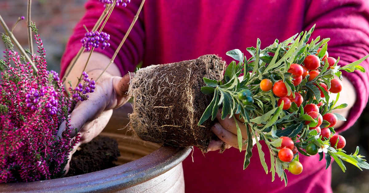 Façons de profiter de votre jardin en hiver