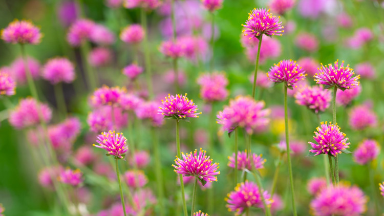 Gomfrena (Gomphrena) - Description, apparence, exigences, culture et soins