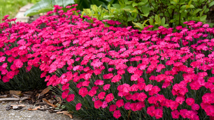 Goździk 'Paint The Town Magenta' (Danthus Hybrid Paint The Town Magenta) - Description, Apparence, exigences, culture et soins