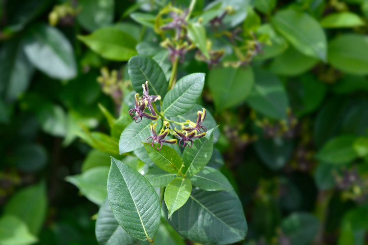 Grec łocznik (Periploca graeca) - Description, apparence, exigences, culture et soins