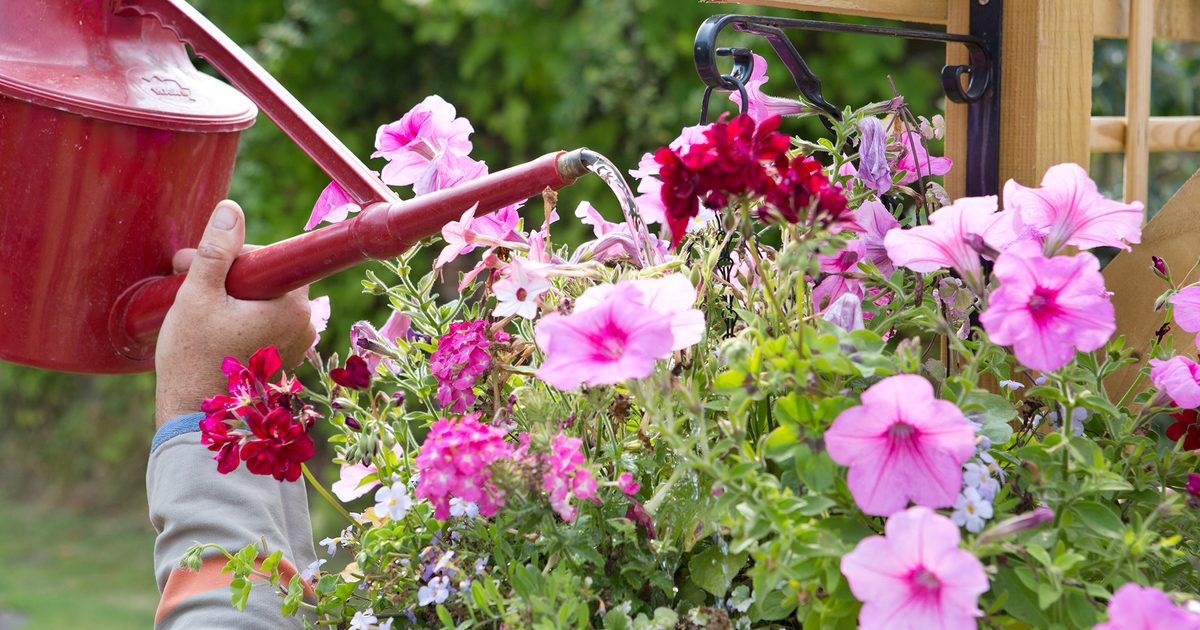 Jardinage pour les débutants: l'année de jardinage