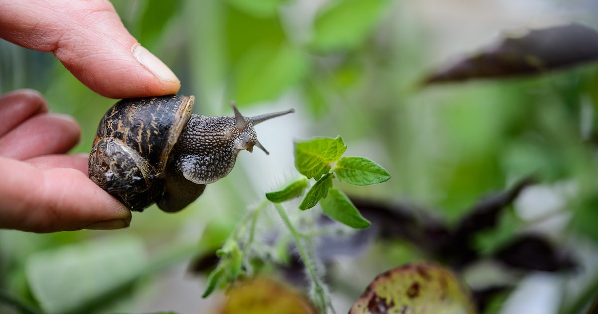 Jardinage pour les débutants: résolution de problèmes