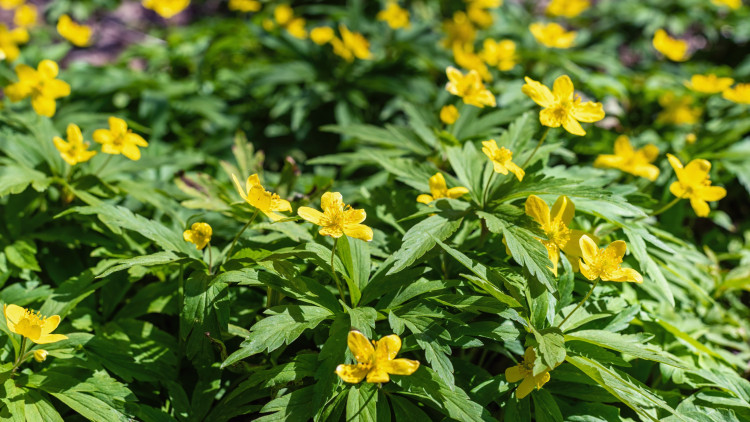 Jaune (anémone ranuncoloides) - Description, apparence, exigences, culture et soins