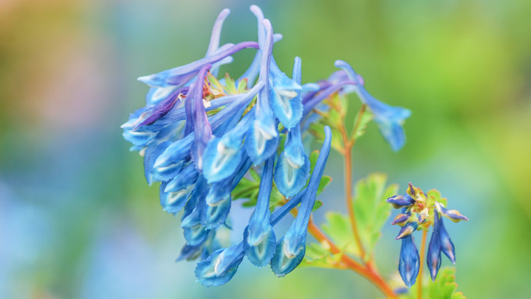 Kokorycz Bent (Corydalis flexuosa) - Description, apparence, exigences, culture et soins