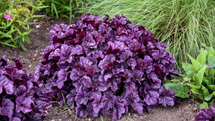 La canneberge «Hecherra Hybrid Dolce Wildberry) - Description, apparence, exigences, culture et soins Hybrid Dolce)