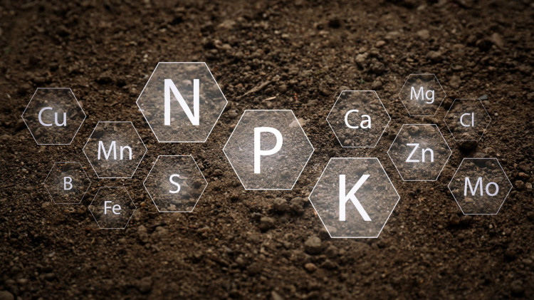 Les plantes tombent malades grâce à ces lacunes. Une pulvérisation suffisante suffit