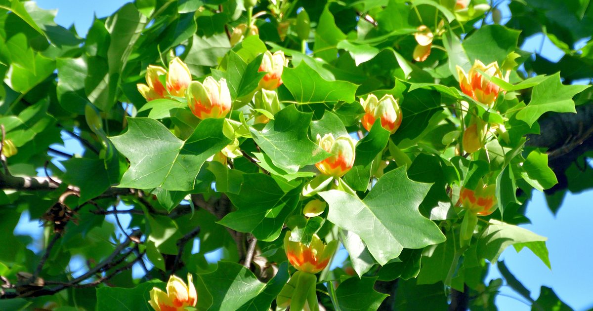 Liriodendron Tulipifera