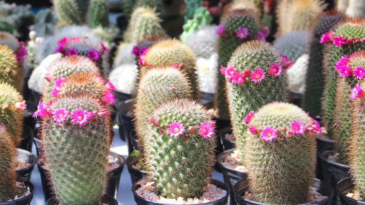 Mamilaria Cactus (Mammillaria) - Description, apparence, exigences, culture et soins
