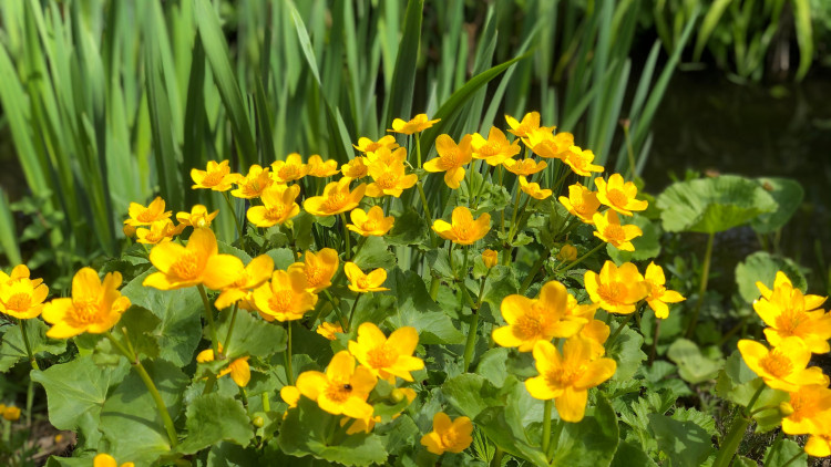 Młotna / Młytris (Caltha palustris) - Description, apparence, exigences, culture et soins