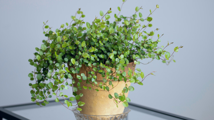 Mulenbekia dense (complexe Muehlenbeckia) - Description, apparence, exigences, culture et soins