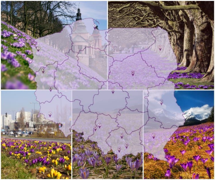Où au printemps les crocus fleurissent-ils? Sur notre carte, nous montrons 15 régions en Pologne - une visite au jardin