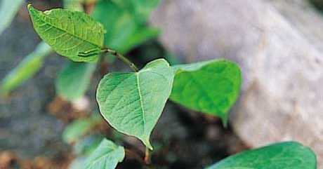 Plantes confondues avec la renvoi japonaise