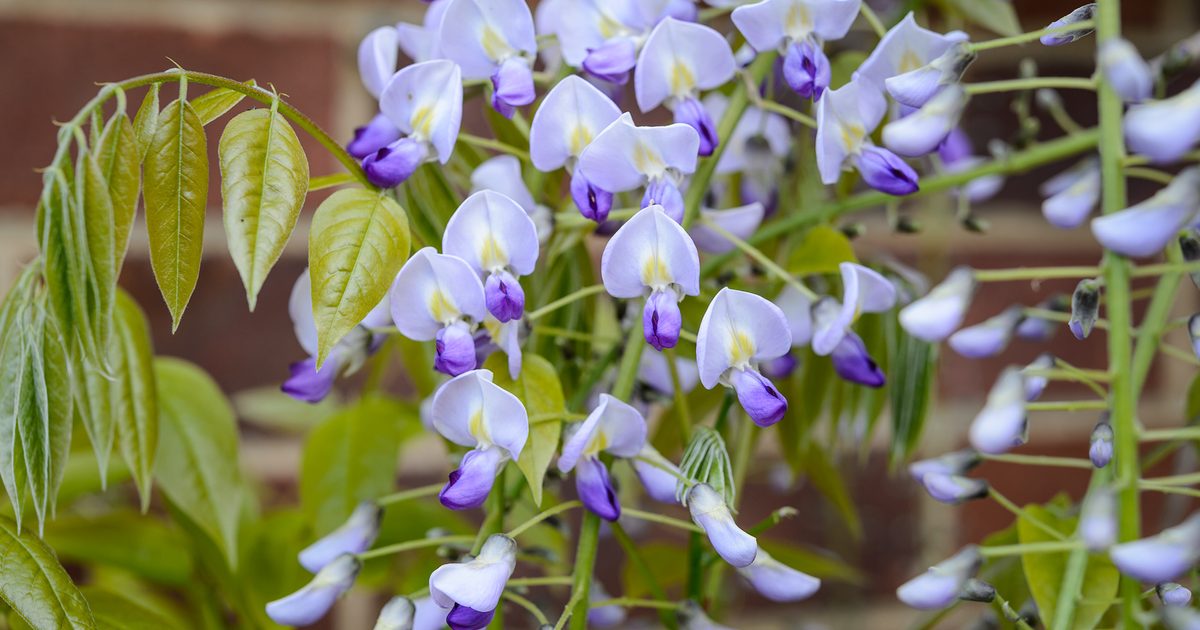 Plantes favorables à la faune