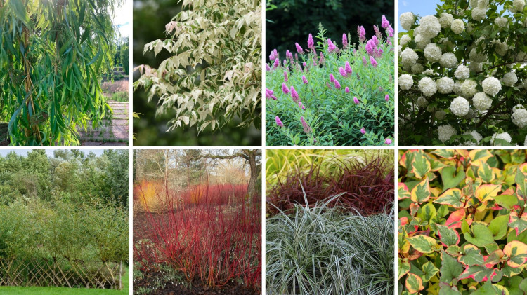 Plantes pour les sols argileux lourds. Que planter sur l'argile?