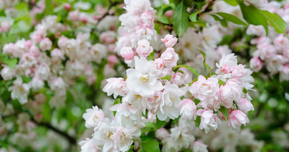 Plantes pour planter une racine nue