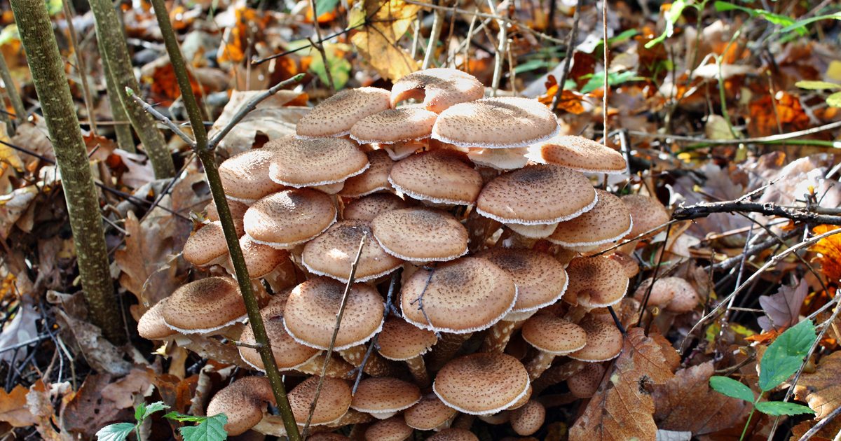 Plantes résistantes aux champignons de miel