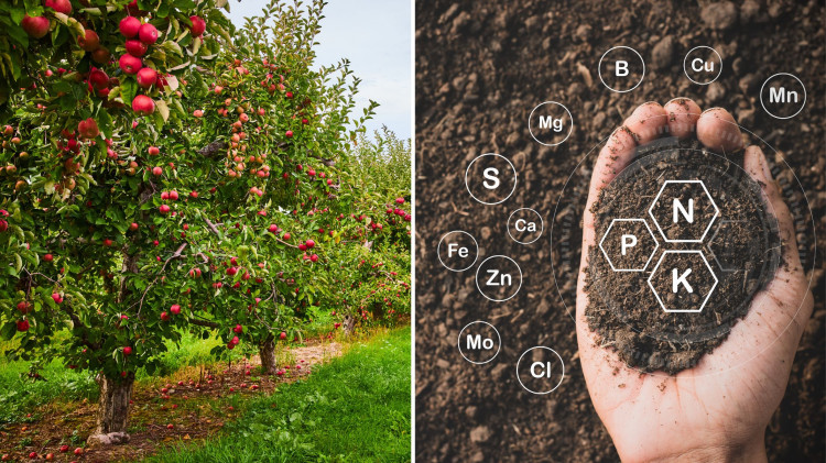 Première fécondation des arbres fruitiers. Il est facile d'obtenir une erreur et la date limite disparaît rapidement