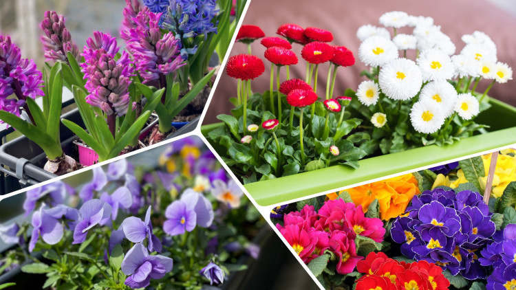 Que planter dans des pots avant que le vrai printemps ne vienne? Ces plantes subiront même des gelées