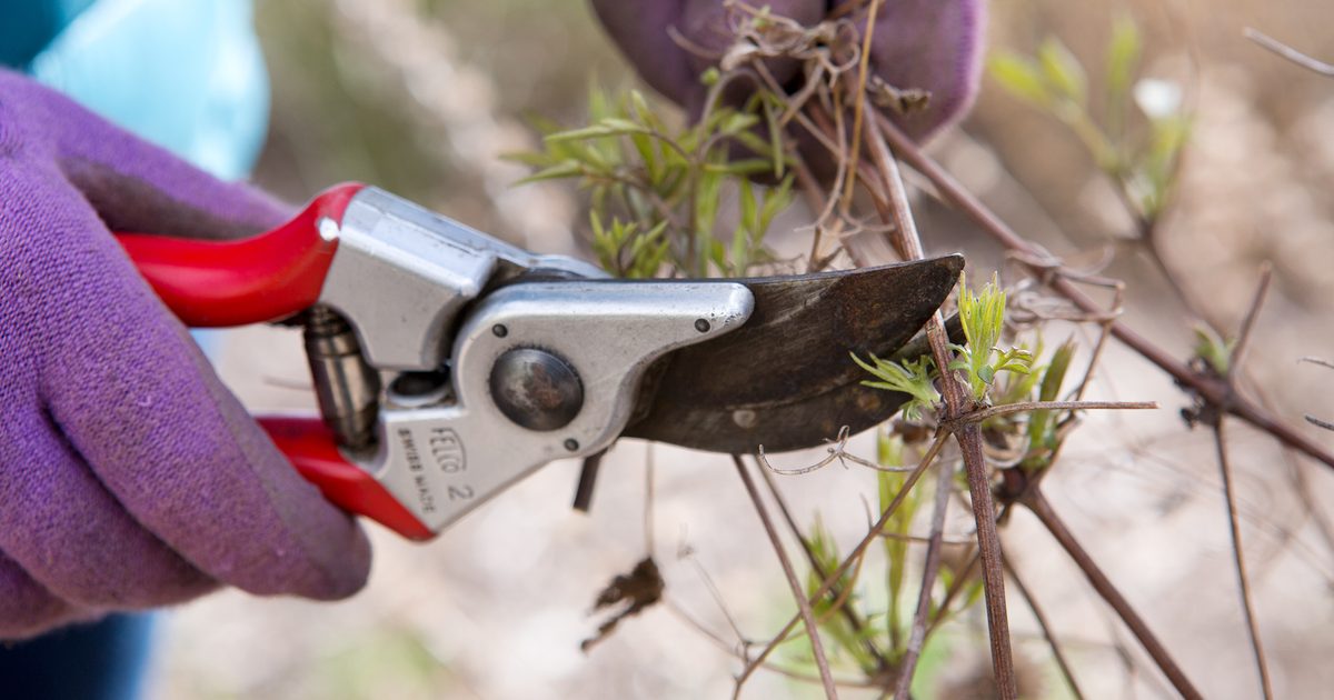 Que tailler en hiver