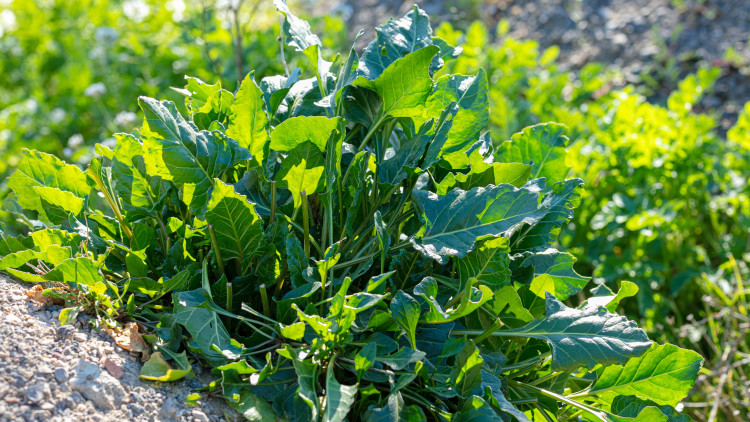 Une betterave inhabituelle qui n'a pas peur du sel et du gel. Comment le faire pousser?
