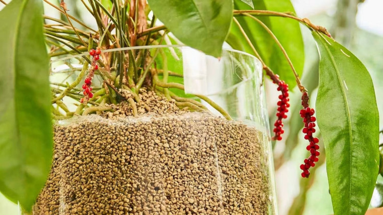 Vos plantes peuvent mieux pousser. Si vous améliorez la Terre - naturellement