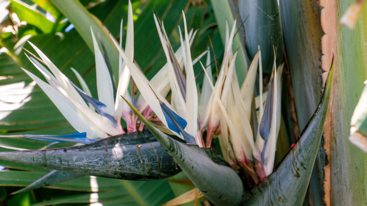 White Street (Strelitzia Nicolai) - Description, apparence, exigences, culture et soins