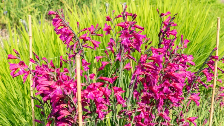 Gladiolite - Description, apparence, exigences, culture et soins