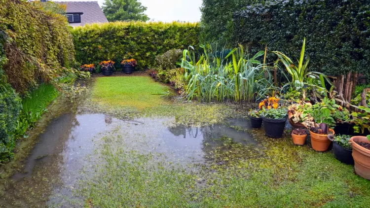 Ne paniquez pas après la tempête. Vous aiderez les plantes si rapidement - vous ne remarquerez même pas qu'il y avait un problème