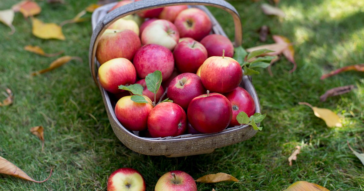 Que planter en octobre