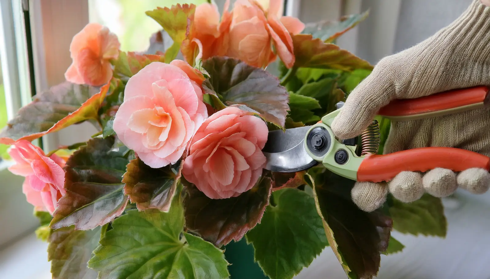 Begons perdra leur charme sans cette procédure. Comment les couper pour qu'ils se réjouissent?