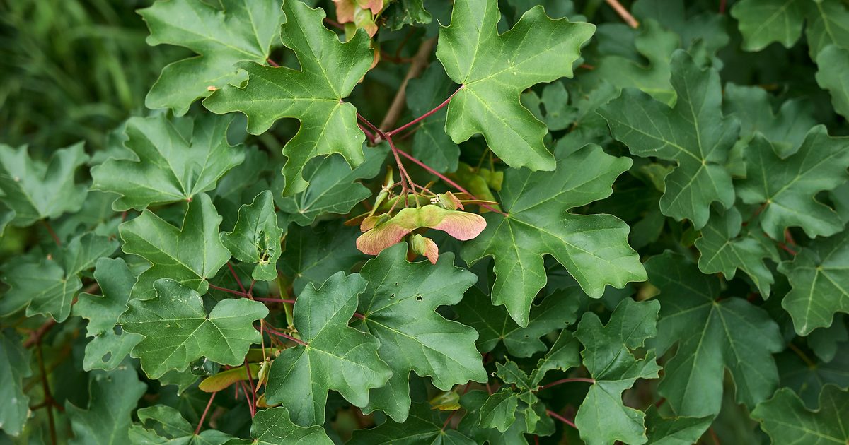 Guide complet de l'érable sur le terrain