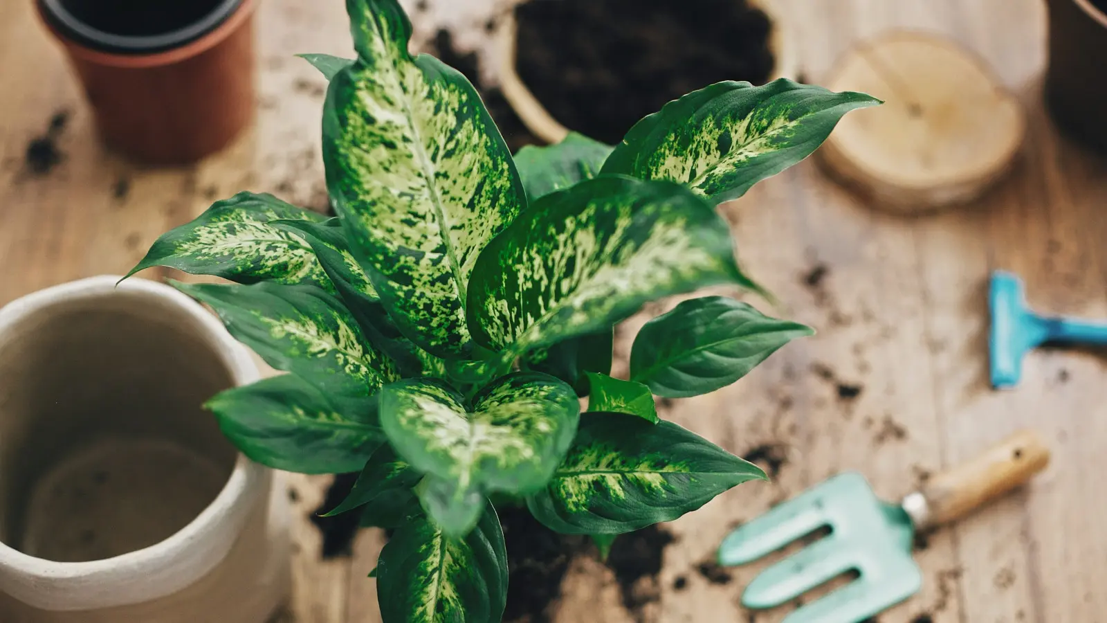 Quand Difenbachia a-t-elle besoin d'un plus grand pot? Attention aux erreurs de transplantation