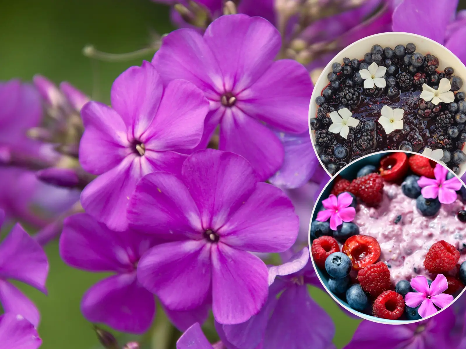 Les fleurs de flox sont comestibles et aromatiques. Voir comment les utiliser dans la cuisine