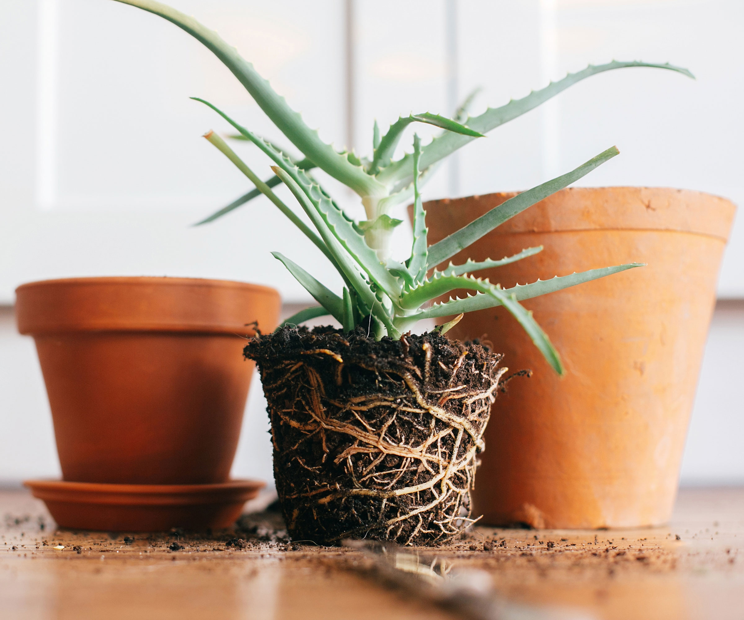 racines des plantes montrant sur l'aloe vera sain
