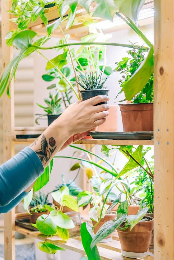 Une femme ramasse une plante sur une étagère de plantes d’intérieur sous des lampes de culture