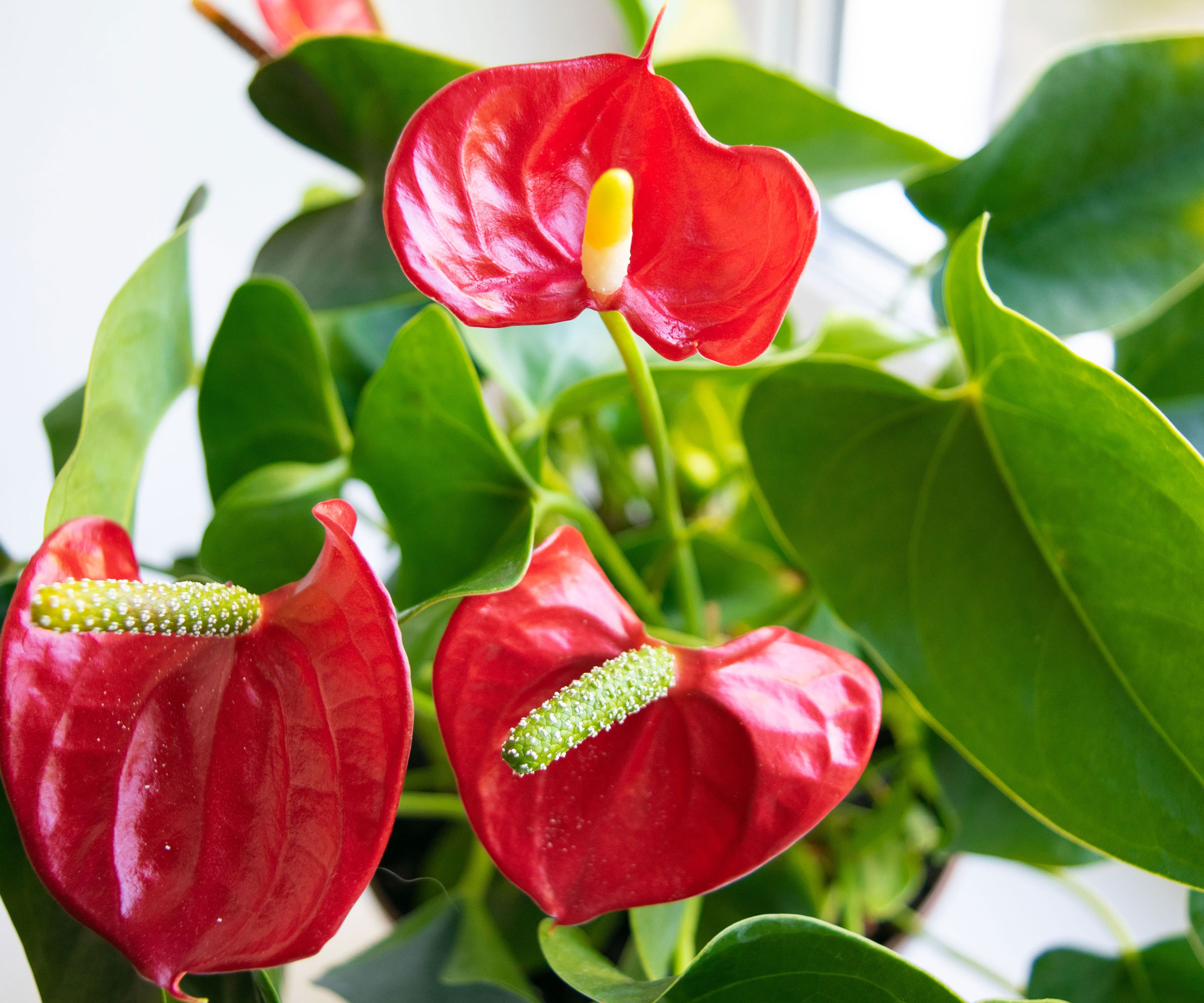 plante d'intérieur anthurium à fleurs rouges