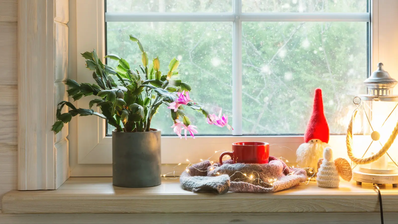 Comment entretenir Schlumbergera en hiver pour qu'il ne perde pas ses bourgeons ?