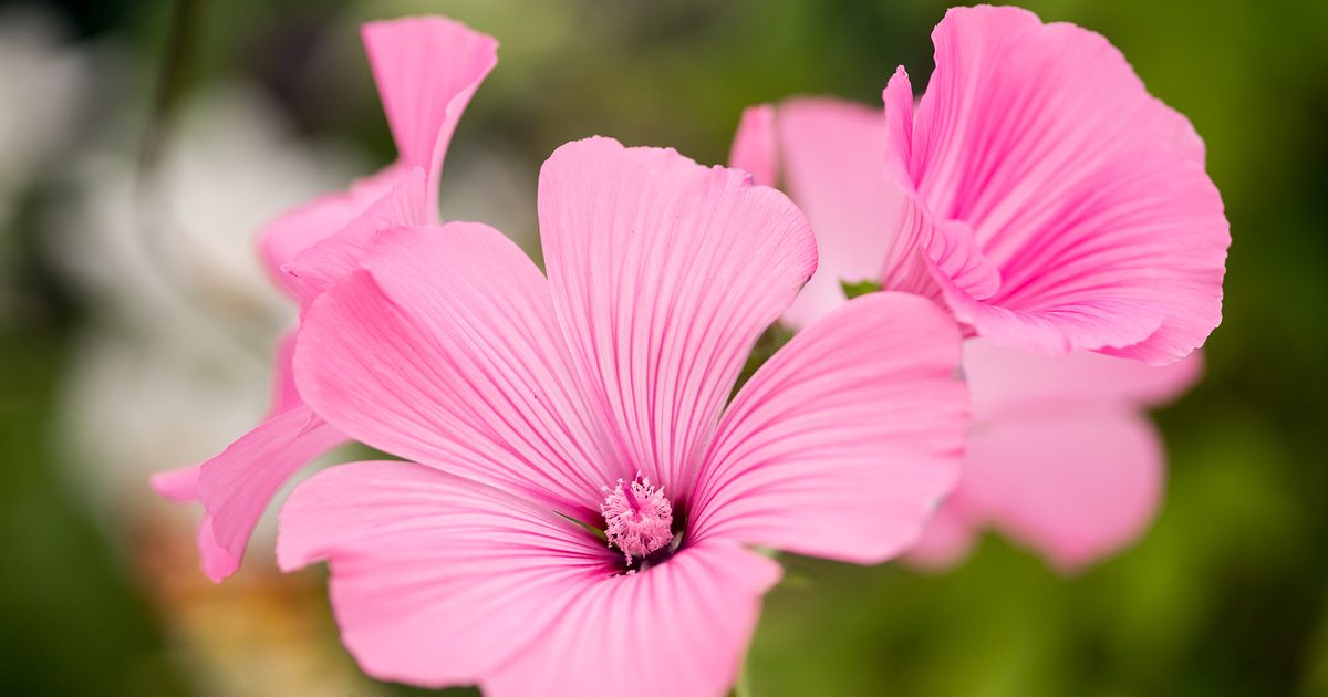 Comment faire pousser de la lavatère