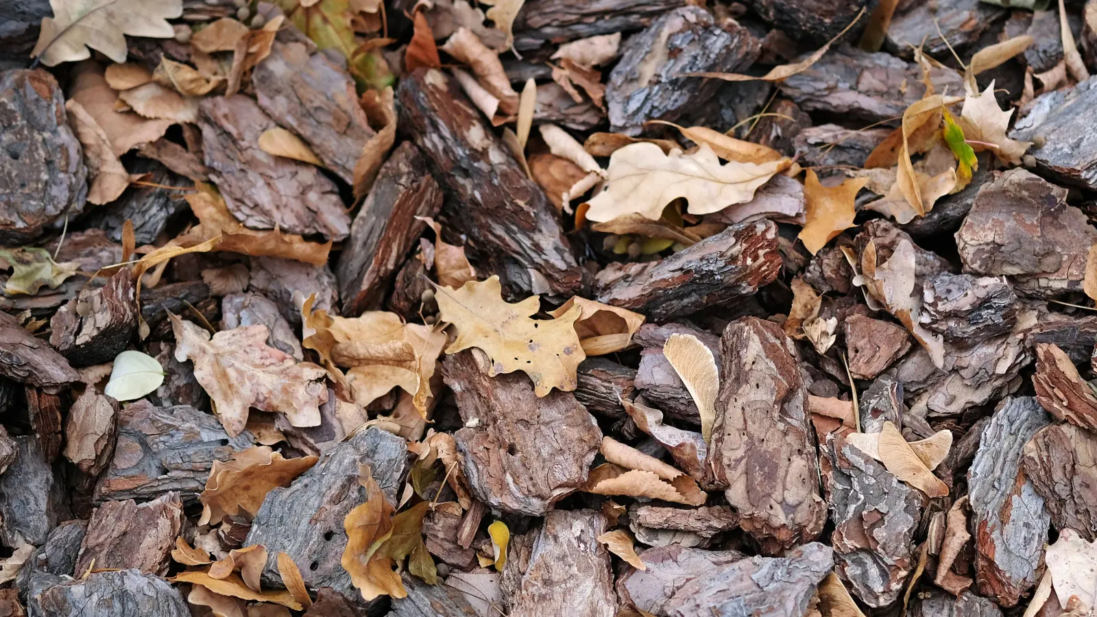 Comment nettoyer l'écorce des feuilles pour ne pas détruire le parterre de fleurs ? C'est plus simple que tu ne le penses