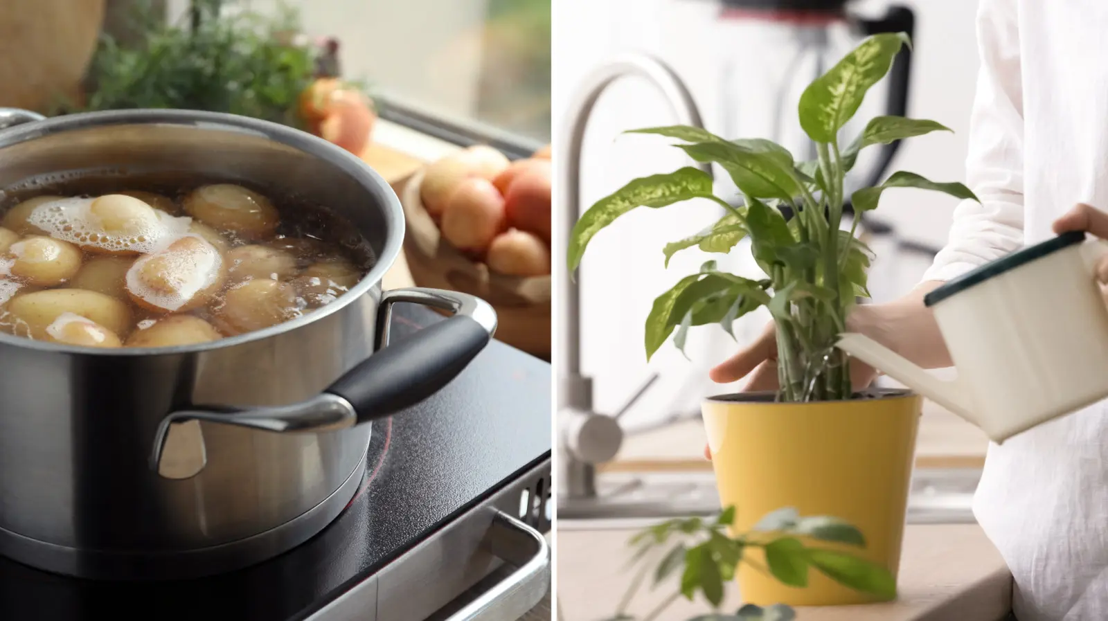 De l'eau de pomme de terre ? Pour les plantes c'est un élixir de croissance