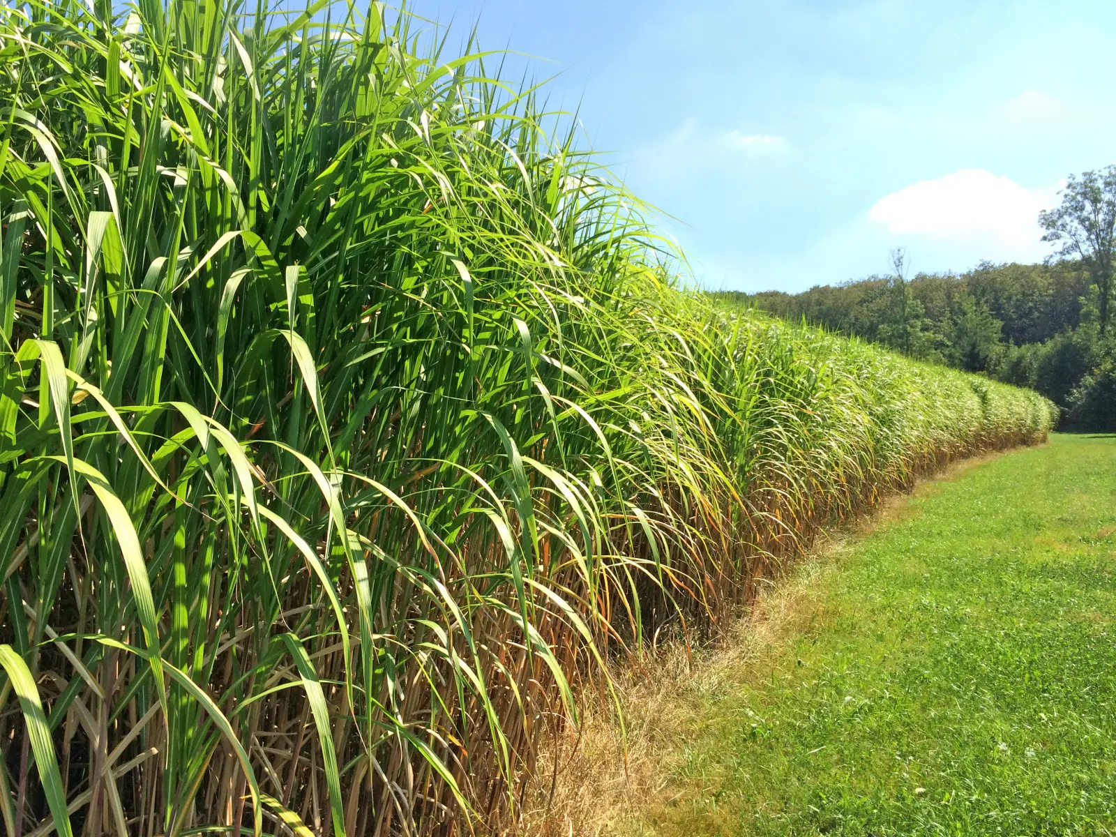 Haie en 1 saison ? Ces plantes poussent le plus rapidement et il ne s’agit pas d’arbustes ni d’arbres.