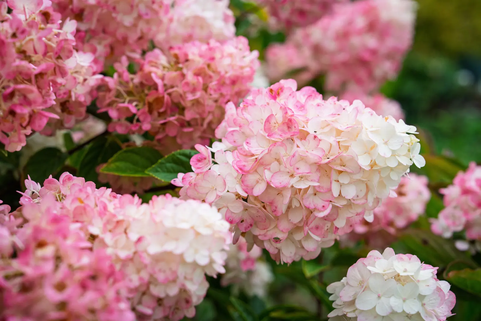 L'hortensia peut-il changer de couleur tout seul ? Oui, mais seulement celui-là