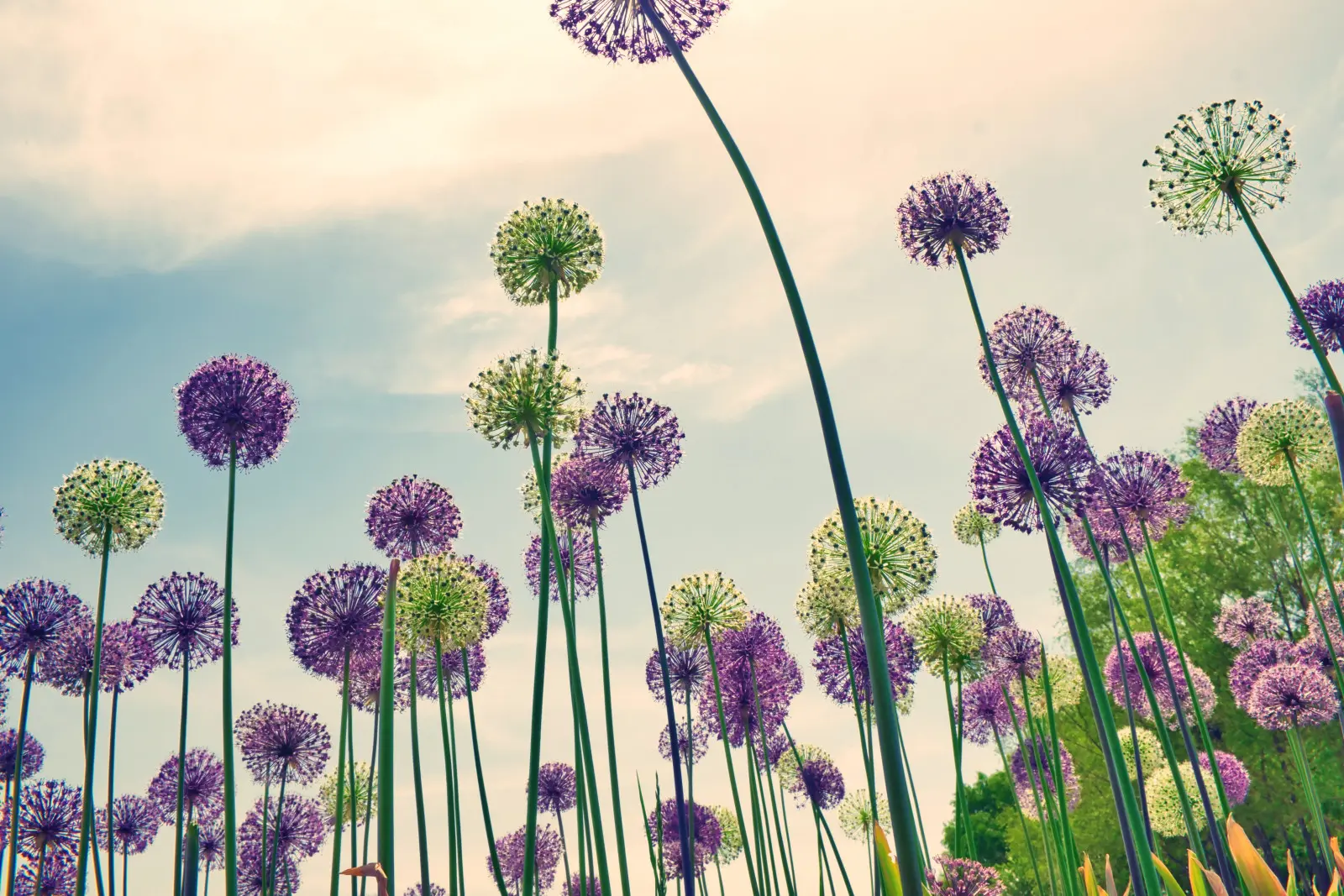 La boule violette va-t-elle exploser au printemps ? Plantez-le cet automne