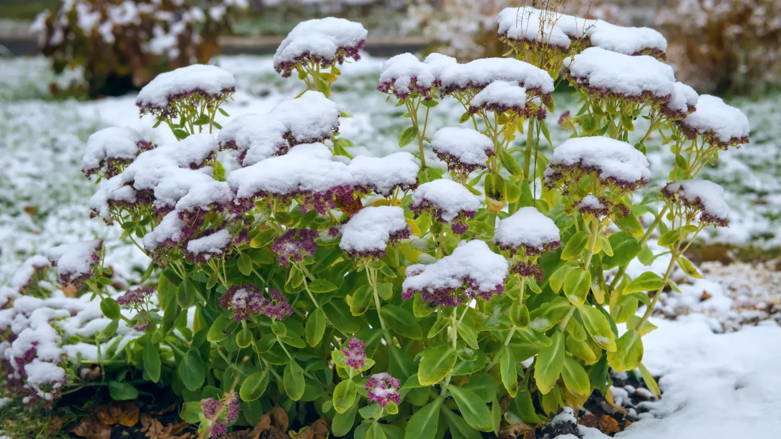 Les laisserez-vous sans protection ? En hiver, cela peut mal finir pour le sedum