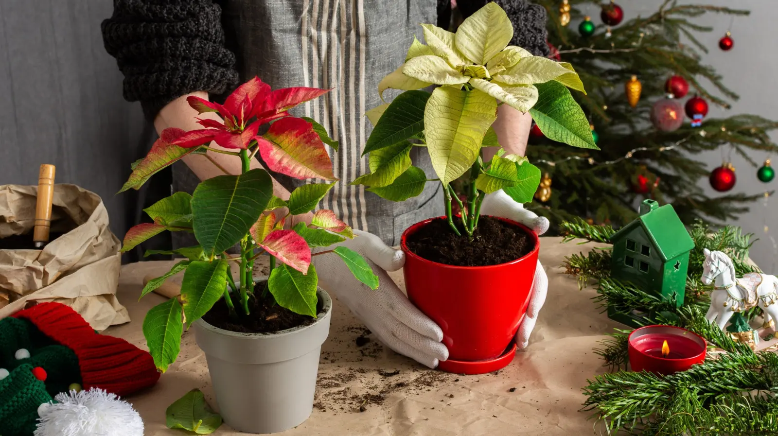 N'en achetez pas un nouveau chaque année ! Un poinsettia durera des années si vous le traitez bien