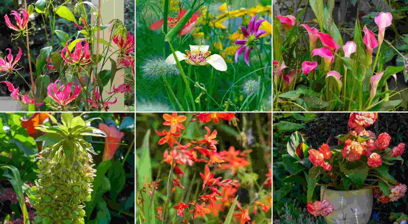 Ombre, mi-ombre, pleine couleur - découvrez les plantes qui fleurissent là où d'autres se taisent